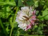 White Clover; Dutch Clover (Trifolium repens)