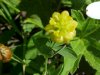Hop Clover (Trifolium aureum)