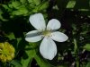 Canada Anemone (Anemone canadensis)