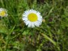 Daisy Fleabane (Erigeron annus)