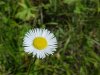 Daisy Fleabane (Erigeron annus)