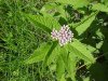 Spotted Joe-Pye Weed (Eupatorium maculatum)