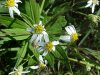 Ciliolate Aster (Aster ciliolatus)