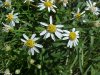 Ciliolate Aster (Aster ciliolatus)