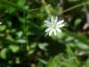 Northern Chickweed (Stellaria borealis)