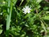 Northern Chickweed (Stellaria borealis)
