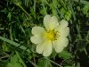 Sulphur Cinquefoil (Potentilla recta)