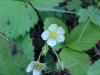 Virginia Strawberry ; Common Strawberry (Fragaria virginiana)