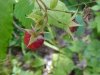 Wild Red Raspberry (Rubis idaeus ssp. melanolasius)