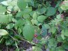 Wild Red Raspberry (Rubis idaeus ssp. melanolasius)
