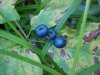 Low Sweet Blueberry berries (Vaccinium angustifolium)
