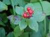 Bunchberry berries (Cornus canadensis)