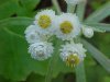 Pearly Everlasting (Anaphalis margaritacea)