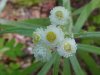 Pearly Everlasting (Anaphalis margaritacea)