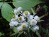 Pearly Everlasting (Anaphalis margaritacea)