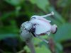 Indian Pipe (Monotropa uniflora)