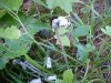 Indian Pipe (Monotropa uniflora)