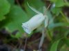 Indian Pipe (Monotropa uniflora)