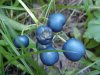 Low Sweet Blueberry berries (Vaccinium angustifolium)