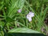 Northern Willowherb (Epilobium ciliatum)