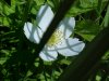 Canada Anemone (Anemone canadensis)
