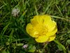 Meadow Buttercup / Common Buttercup (Ranunculus acris)