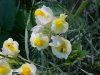 Butter and Eggs; Toadflax (Linaria vulgaris Hill)