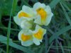 Butter and Eggs; Toadflax (Linaria vulgaris Hill)