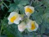 Butter and Eggs; Toadflax (Linaria vulgaris Hill)