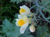 Butter and Eggs; Toadflax (Linaria vulgaris Hill)