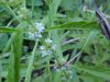 Northern Bulgeweed (Lycopus uniflorus)