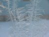 Window ice crystal growth as  fern motif