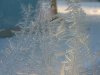 Window Winter ice-crystal growth as fern motifs
