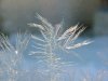 Window Winter ice-crystal growth as fern motifs