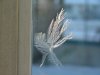 Window Winter ice-crystal growth as fern motifs