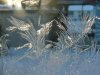 Window Winter ice-crystal growth as fern motifs
