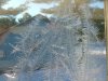 Window Winter ice-crystal growth as fern motifs