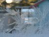 Window Winter ice-crystal growth as fern motifs