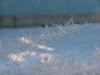 Window Winter ice-crystal growth as fern motifs