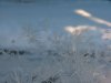 Window Winter ice-crystal growth as fern motifs