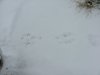 Animal tracks in the snow