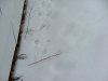 Animal prints in snow