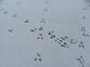 Squirrel tracks in fresh snow