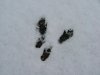 Squirrel tracks in fresh snow