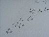 Squirrel tracks in fresh snow