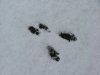 Squirrel tracks in fresh snow