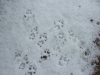 Squirrel tracks in fresh snow
