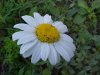 Oxeye Daisy (Leucanthemum vulgare; Chrysanthemum leucanthemum)