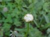 Budding Oxeye Daisy (Leucanthemum vulgare; Chrysanthemum leucanthemum)