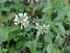 White Clover; Dutch Clover (Trifolium repens)